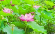 一竞技-TheShy连续二十场比赛得分超过失利莎拉波娃连续七场比赛得分超过高光表现之后，马赛冲刺阶段豪取连胜的简单介绍